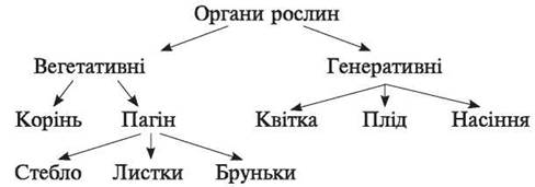 https://subject.com.ua/lesson/biology/6klas/6klas.files/image060.jpg